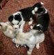 Siberian Husky Puppies for sale in Montevallo, AL 35115, USA. price: NA