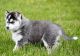 Siberian Husky Puppies for sale in Danville, IL 61832, USA. price: NA
