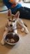 Siberian Husky Puppies for sale in 3200 W Memorial Rd, Oklahoma City, OK 73120, USA. price: NA