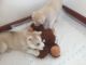 Siberian Husky Puppies for sale in 3200 W Memorial Rd, Oklahoma City, OK 73120, USA. price: NA