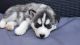 Siberian Husky Puppies for sale in White Hall, AR 71602, USA. price: NA