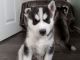 Siberian Husky Puppies for sale in Trion, GA 30753, USA. price: NA
