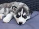 Siberian Husky Puppies for sale in Trion, GA 30753, USA. price: NA