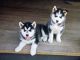 Siberian Husky Puppies for sale in USAA Blvd, San Antonio, TX, USA. price: NA