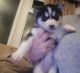Siberian Husky Puppies for sale in Hookstown Grade Rd, Clinton, PA 15026, USA. price: NA