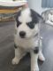 Siberian Husky Puppies for sale in Wills Point, TX 75169, USA. price: $500