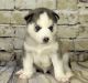 Siberian Husky Puppies for sale in S Acansa Dr, Pueblo West, CO 81007, USA. price: NA