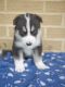 Siberian Husky Puppies for sale in S Acansa Dr, Pueblo West, CO 81007, USA. price: $500