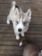 Siberian Husky Puppies for sale in S Acansa Dr, Pueblo West, CO 81007, USA. price: NA