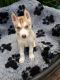 Siberian Husky Puppies for sale in S Acansa Dr, Pueblo West, CO 81007, USA. price: $500