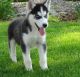 Siberian Husky Puppies for sale in Dover, DE, USA. price: NA