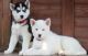 Siberian Husky Puppies for sale in Dover, DE, USA. price: NA