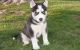 Siberian Husky Puppies for sale in Florida, NY, USA. price: NA