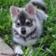 Siberian Husky Puppies for sale in New Orleans, LA 70112, USA. price: NA