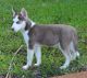 Siberian Husky Puppies for sale in Davie, FL, USA. price: $1,800