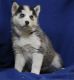 Siberian Husky Puppies for sale in Tecate, CA 91987, USA. price: NA