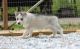 Siberian Husky Puppies for sale in Bristol, ME, USA. price: NA