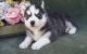 Siberian Husky Puppies for sale in Bristol, ME, USA. price: NA
