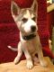 Siberian Husky Puppies for sale in Erie, PA, USA. price: NA