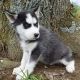 Siberian Husky Puppies for sale in Jacksonville, FL 32238, USA. price: NA