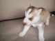 Siberian Husky Puppies for sale in Queens, NY 11373, USA. price: NA