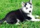 Siberian Husky Puppies for sale in Washington, DC, USA. price: NA