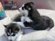 Siberian Husky Puppies for sale in Irving Park, Chicago, IL, USA. price: NA