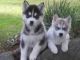 Siberian Husky Puppies for sale in Daytona Beach, FL, USA. price: NA