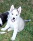 Siberian Husky Puppies for sale in Owings Mills, MD, USA. price: NA