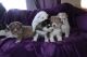 Siberian Husky Puppies for sale in Texas Road, Amherstburg, ON N0R, Canada. price: NA