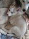 Siberian Husky Puppies for sale in 10001 US-4, Whitehall, NY 12887, USA. price: NA