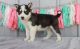 Siberian Husky Puppies for sale in Brunswick, OH 44212, USA. price: NA