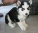 Siberian Husky Puppies for sale in Virginia Beach Blvd, Virginia Beach, VA, USA. price: NA