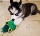 Siberian Husky Puppies for sale in Pittsburgh, PA 15252, USA. price: NA