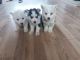 Siberian Husky Puppies for sale in Beverly Hills, CA, USA. price: NA