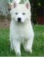 Siberian Husky Puppies for sale in Abbeville, SC 29620, USA. price: NA
