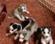 Siberian Husky Puppies for sale in New York, IA 50238, USA. price: NA