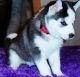 Siberian Husky Puppies for sale in Orangeburg, SC 29115, USA. price: NA