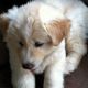 Siberian Husky Puppies for sale in Fredericksburg, TX 78624, USA. price: NA