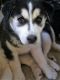 Siberian Husky Puppies for sale in Fredericksburg, TX 78624, USA. price: NA