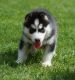 Siberian Husky Puppies for sale in Lansing, MI, USA. price: NA