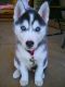 Siberian Husky Puppies for sale in Milwaukee Ave, Vernon Hills, IL, USA. price: NA