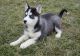 Siberian Husky Puppies for sale in Tinley Park, IL, USA. price: NA