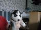 Siberian Husky Puppies for sale in Seattle, WA 98185, USA. price: NA
