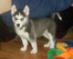 Siberian Husky Puppies for sale in California Rd, Mt Vernon, NY 10552, USA. price: NA