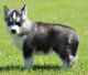 Siberian Husky Puppies for sale in Norwich, CT, USA. price: $500