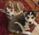 Siberian Husky Puppies for sale in 5001 Sand Lake Rd, Orlando, FL 32819, USA. price: NA