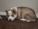 Siberian Husky Puppies for sale in Los Angeles, CA 90014, USA. price: NA