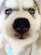 Siberian Husky Puppies for sale in NC-54, Burlington, NC 27215, USA. price: NA
