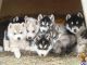 Siberian Husky Puppies for sale in Framingham Cir, Pflugerville, TX 78660, USA. price: NA